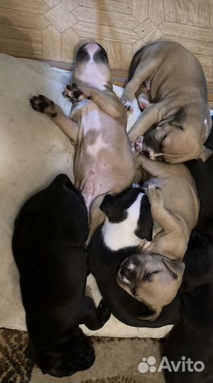 Щенки питбуля