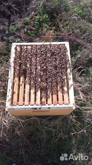 Пчеломатки