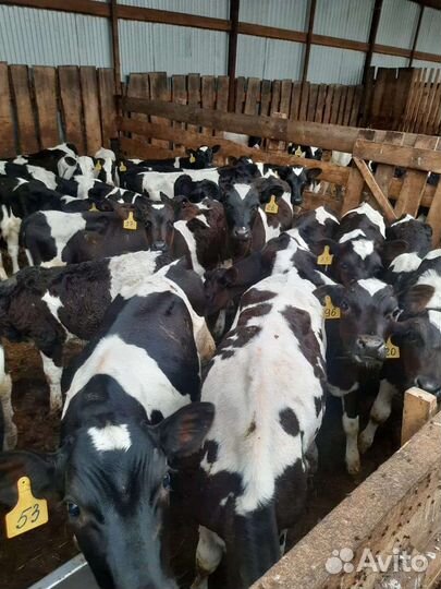 Бычки телята быки