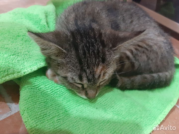 Кошки в добрые руки бесплатно