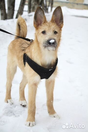 Собака ищет дом