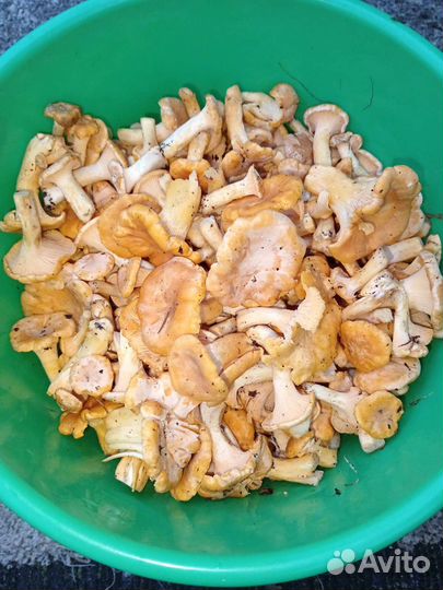 Грибы лисички