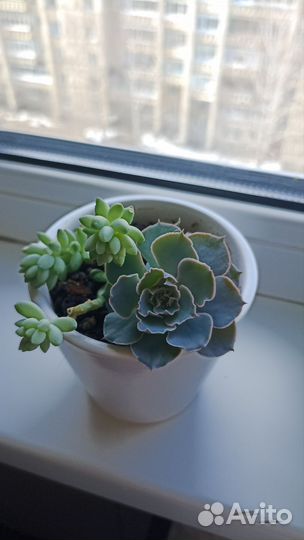 Суккуленты. Детки
