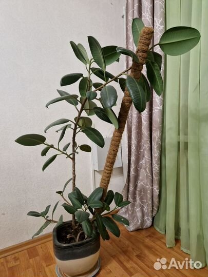 Фикус каучуконосный большой