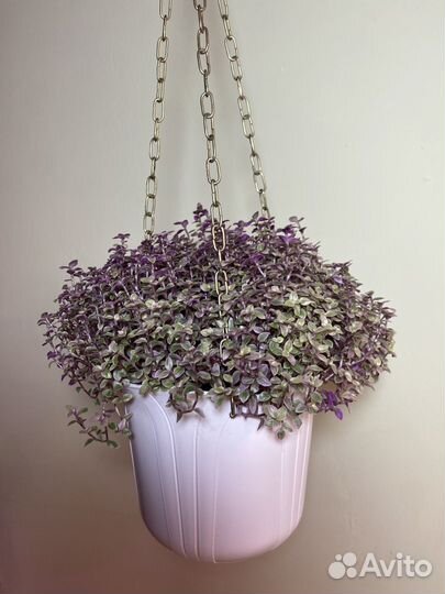 Каллизия розовая пантера