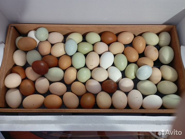 Цыплята суточные