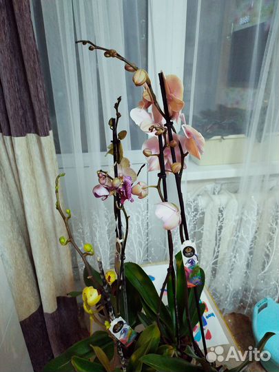 Орхидея фаленопсис