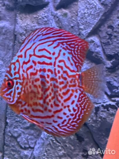 Дискус пара