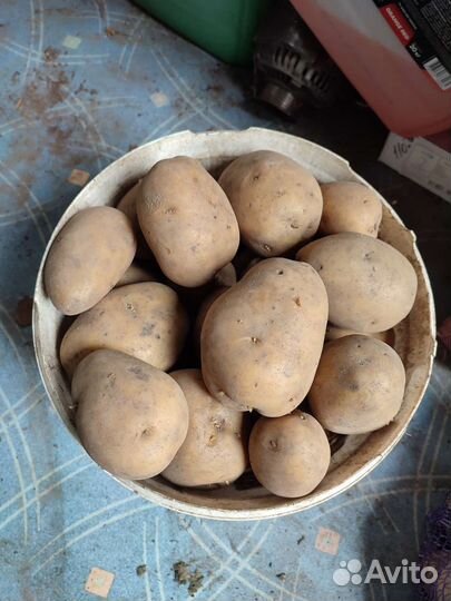 Продам картофель едовой