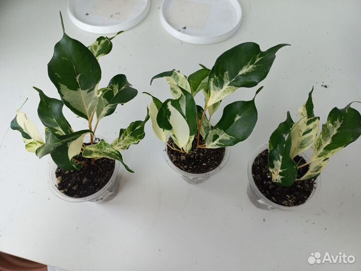 Фикус Керли, Регидан