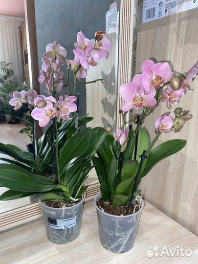 Комнатные домашние растения