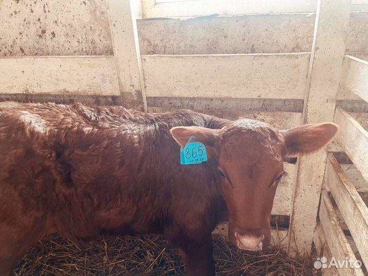 Бычки телки телята бесплатная доставка