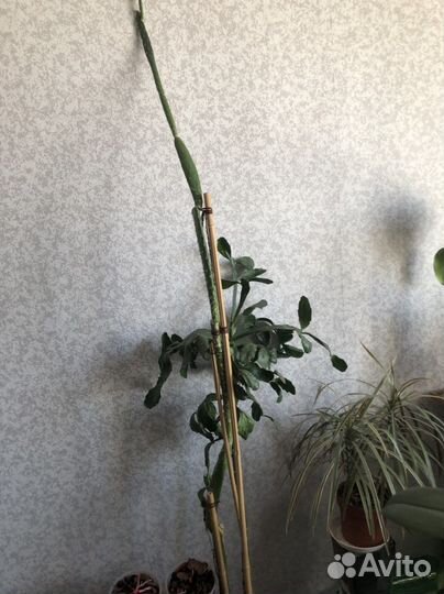 Кактус из Турции