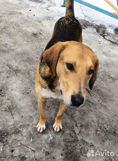 Собака ищет дом