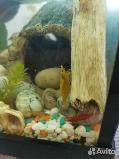 Креветки вишня