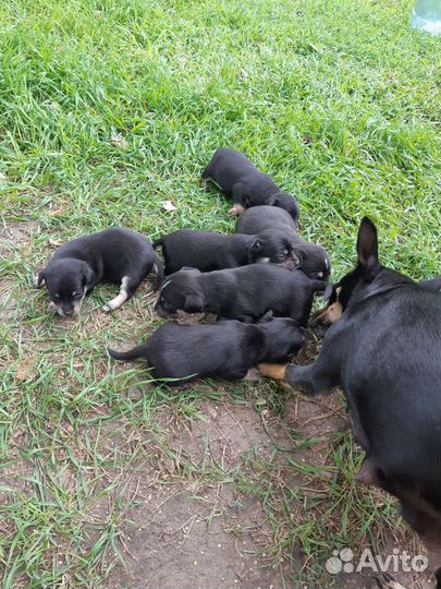 Той-терьер щенки