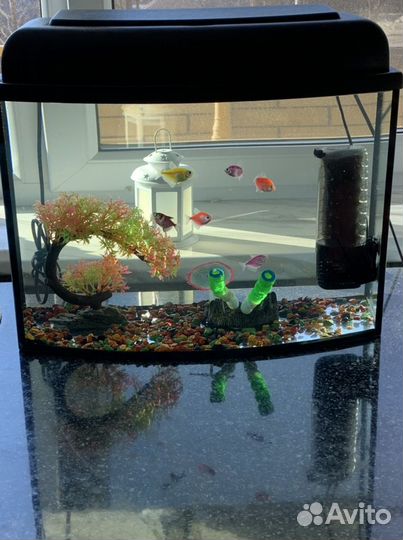 Аквариум