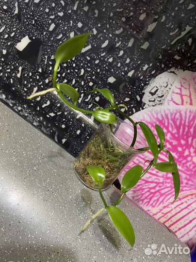 Орхидея ваниль