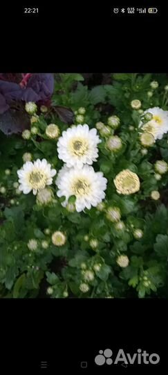 Растения для сада