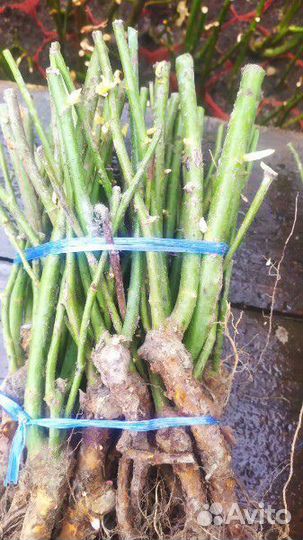 Кустовые розы саженцы