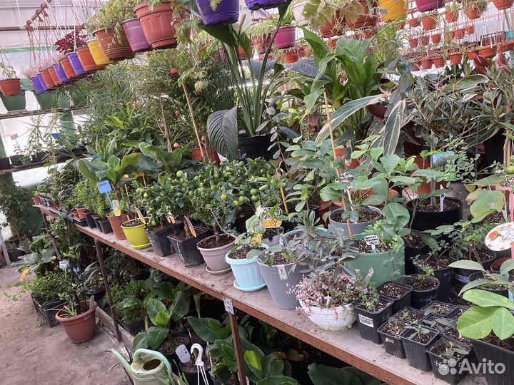 Цитрусы, мандарины, апельсин, лимоны