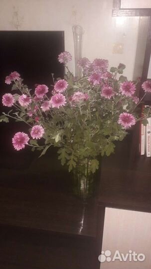 Корейская хризантема