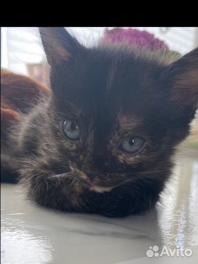 Котенок в добрые руки