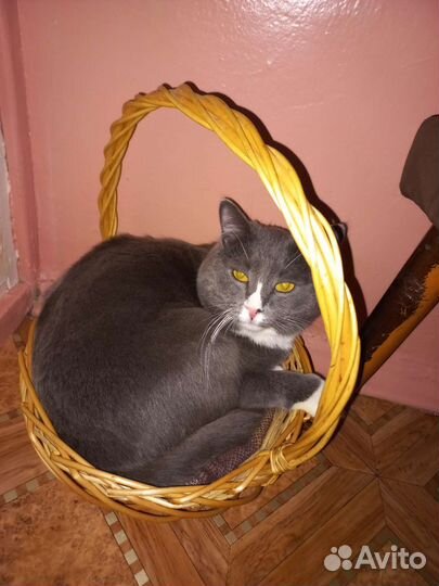 Кот на вязку