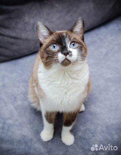 Брутальный кот Батя ищет семью