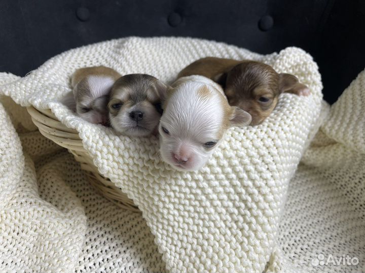 Длинношерстные чихуахуа