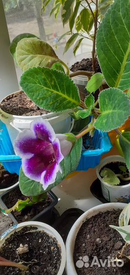 Лист Глоксинии фиолетов.с белым