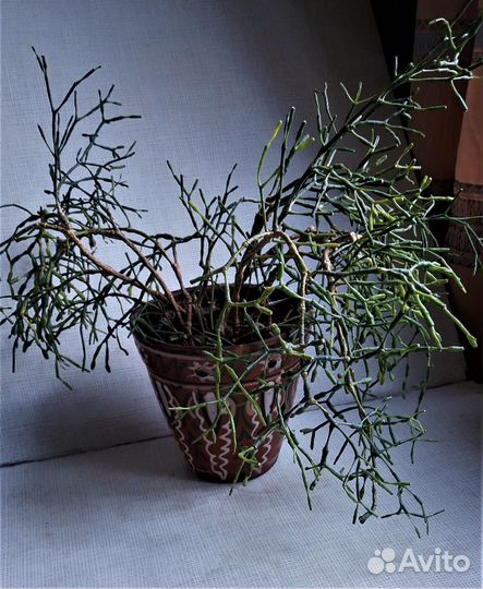 Хатиора/рипсалис -цветок/растение комнатное