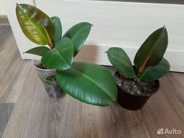 Фикус каучуконосный