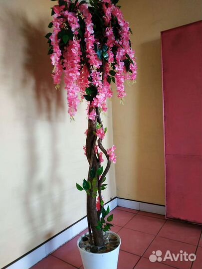 Фикус цветущий