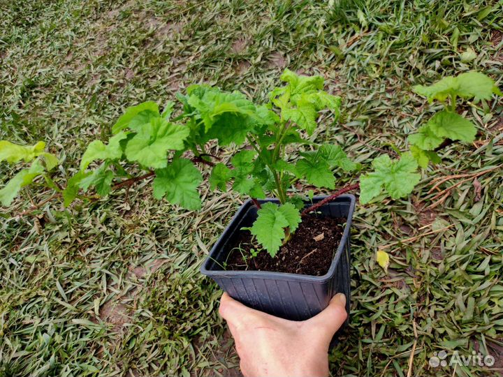 Ежемалина (зкс)