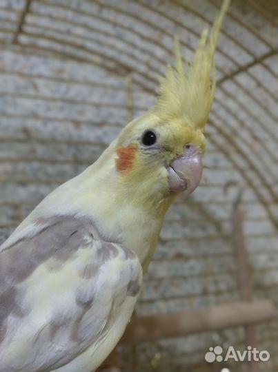 Попугай корелла девочка 3 месяца