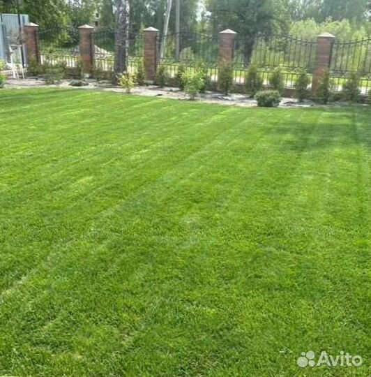 Газон. Рулонный газон