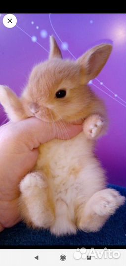 Карликовые кролики. Мини. От заводчика