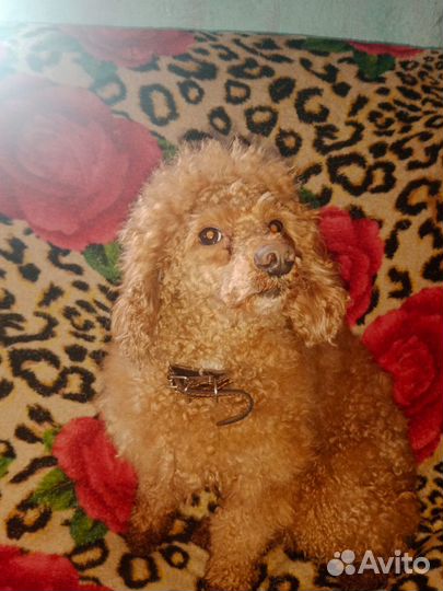 Щенки йоркипу