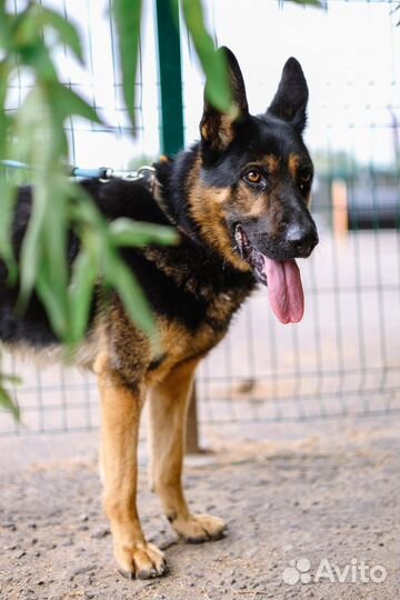 Метис овчарка в дар