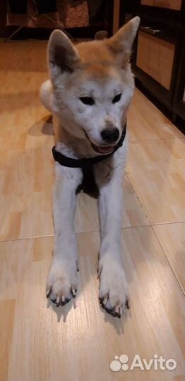 Домашняя передержка кошек и собак