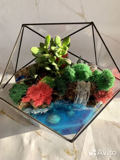 Флорариум суккуленты