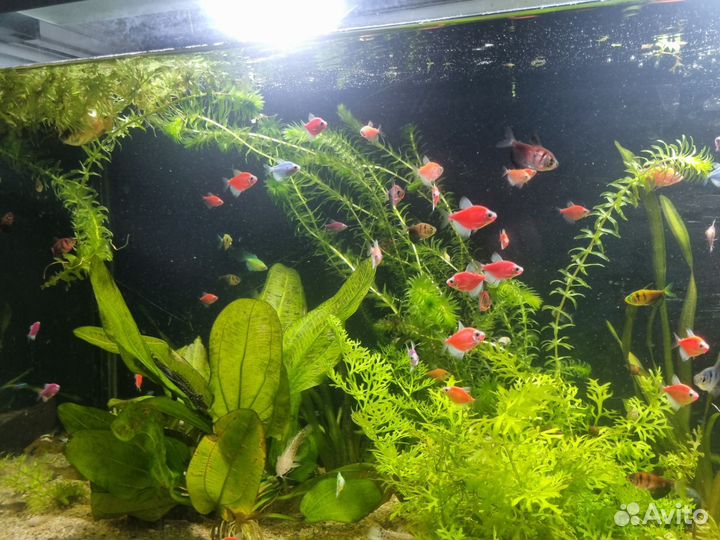 Тернеция гло