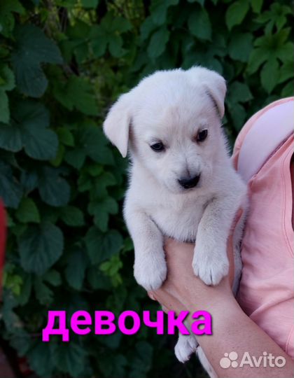 Щенки в добрые руки