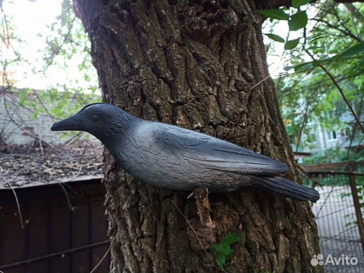 Утка кряква (чучела для охоты)