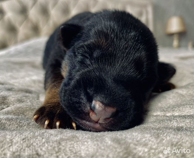 Щенки немецкой овчарки