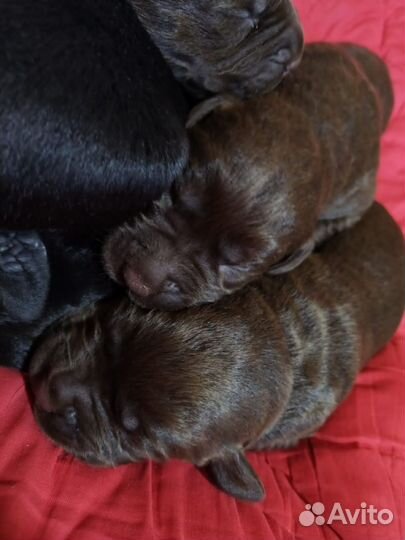 Щенки лабрадора