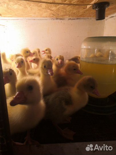 Гусята породы Линда и Крупно Серая