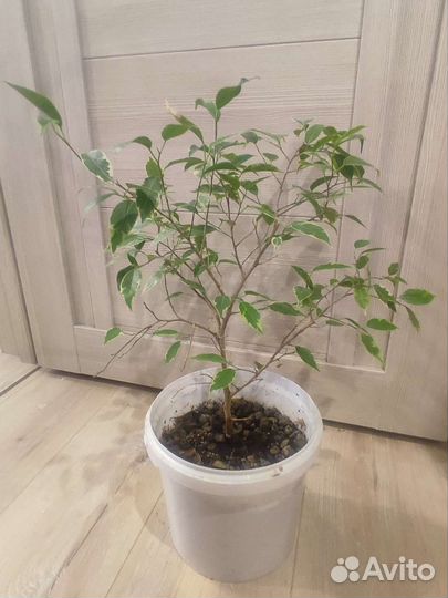 Фикус Бенджамина Кинки вариегат. Драцена Маргината