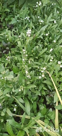 Рассада алиссум